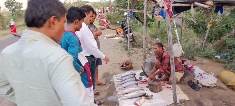 30 किलो प्रतिबंधित थाईलैण्ड मांगुर मछली जप्त (मण्‍डला समाचार)