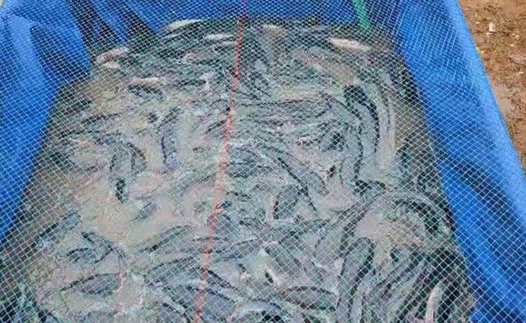 निवास के मझगांव जलाशय से 50 किलो मछली जाल जप्त