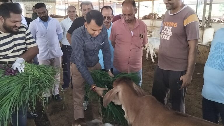 गौशाला आमानाला में निस्वार्थ भाव से पशुओं की सेवा की जा रही है – कलेक्टर सोमेश मिश्रा